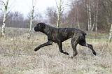 CANE CORSO 791